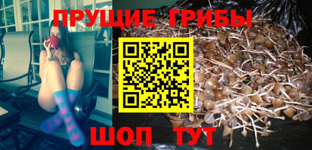 Псилоцибиновые грибы мицелий  Галлюциногенные грибы Psilocybine cubensis  Армавир  Вход с VPN 